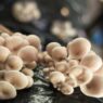 Cogumelos Umami - Sítio Umami