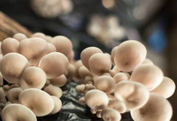 Cogumelos Umami - Sítio Umami